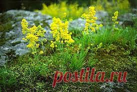 "СУРА" - напиток солнца, приносимый в жертву богам Древней Руси
Этот напиток можно использовать для нормализации физиологических процессов при заболеваниях органов пищеварения, при полиартритах, при заболеваниях печени, поджелудочной железы, при кожных заболеваниях, также восстанавливает силы при физической и умственной усталости, при психических перенапряжениях, стимулирует иммунную систему, связывает и выводит радионуклиды из организма и мн.др.