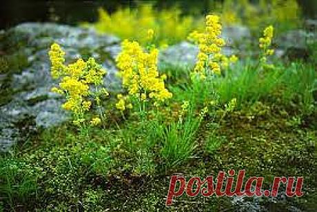 &quot;СУРА&quot; - напиток солнца, приносимый в жертву богам Древней Руси
Этот напиток можно использовать для нормализации физиологических процессов при заболеваниях органов пищеварения, при полиартритах, при заболеваниях печени, поджелудочной железы, при кожных заболеваниях, также восстанавливает силы при физической и умственной усталости, при психических перенапряжениях, стимулирует иммунную систему, связывает и выводит радионуклиды из организма и мн.др.