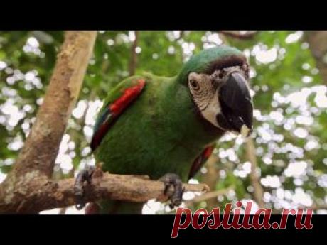 В шестой серии боливийского сезона Мир наизнанку побывает на самом азартном боливийском шоу – реслинге, где дерутся не мускулистые мужчины, а женщины! Бойцы ...