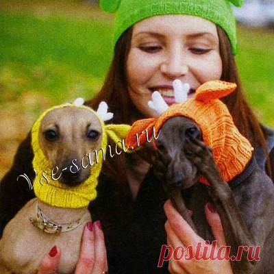 Шапка спицами для левретки «Бэмби» Шапка спицами для левретки «Бэмби»