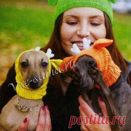 Шапка спицами для левретки «Бэмби» Шапка спицами для левретки «Бэмби»