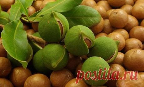 Король среди орехов — Наука и жизнь