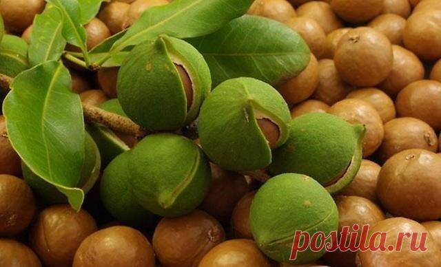 Король среди орехов — Наука и жизнь