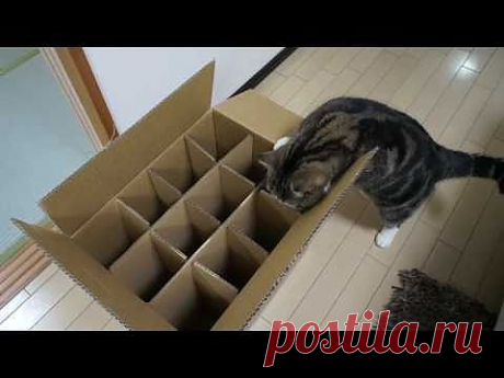 入れない箱とねこ。-The box which Maru can't enter.- - YouTube