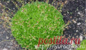 камнеломка | КРАСИВЫЕ ИДЕИ ДЛЯ САДА