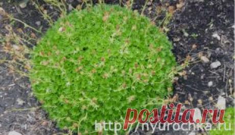 камнеломка | КРАСИВЫЕ ИДЕИ ДЛЯ САДА