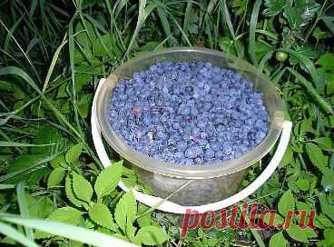 МОЕ ЗАБАЙКАЛЬЕ "Вкуснятина" дары природы (((класс...