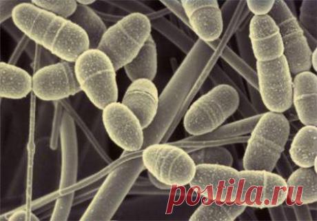 - Жители нашего организма | Полезные советы