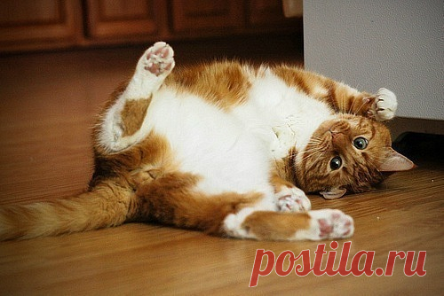 Купи кота!...