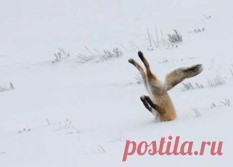 Предлагаем подборку с фотографиями красивых, пушистых и невероятно милых лис. Говорят, что такие милые фотографии с животными спасают от похмелья