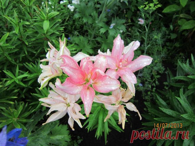 покупала у старушки на базаре, так то сортов не знаю