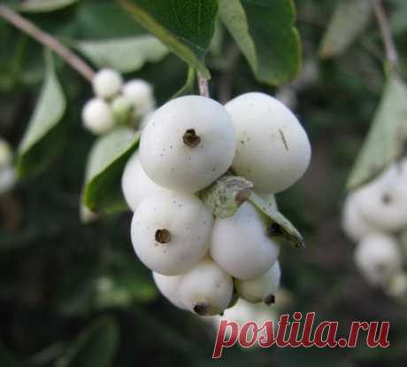 Снежноягодник великолепен!