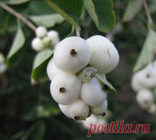 Снежноягодник великолепен!