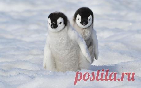 Как «рожают» и выхаживают своих детей пингвины: трогательные фото и удивительные факты - Статьи - Семья - Дети Mail.ru