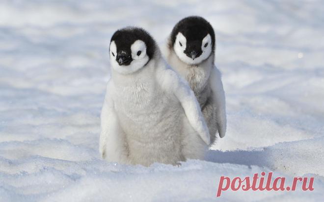 Как «рожают» и выхаживают своих детей пингвины: трогательные фото и удивительные факты - Статьи - Семья - Дети Mail.ru