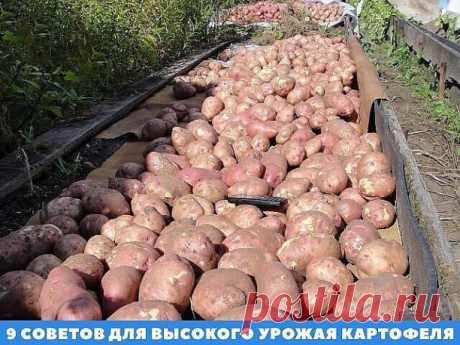 Девять советов для высокого урожая картофеля

1. Чем меньше клубень картофеля, тем крупнее он дает клубни, и наоборот. Поэтому лучше всего сажать клубни средней величины, либо разрезать большие клубни так чтобы на каждой части было несколько глазков.
2. Глубоко посаженные клубни дадут мелочь и изобилие ботвы.
3. Подкармливать картофель лучше химическими удобрениями – органика, особенно навоз, отрицательно влияет на вкусовые качества.
4. Чтобы получить крупные, вкусные клуб...