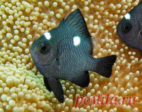 Трехпятнистый дасцилл (Dascyllus trimaculatus) распространенный в тропических морях вид из семейства помацентровых. Практически на каждом рифе Красного моря можно встретить эту рыбку, в чем мы убедились, исследуя рифы Табы. Также распространены в Индо-Пацифике от побережья Африки, до Индонезии, Папуа-Новой Гвинеи, Австралии и Японии. Обитают на глубине от 1 до 50 метров у коралловых рифов. В молодости окрас практически черный с двумя большими белыми пятнами по бокам и одним по центру над глазам