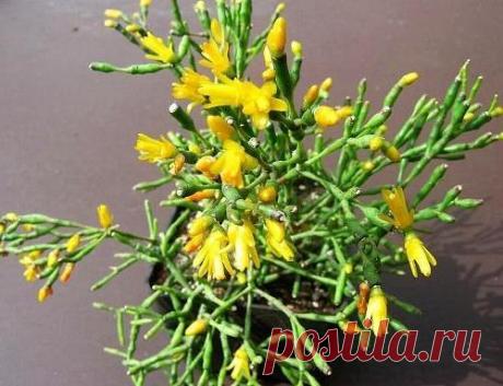 Брызги шампанского цветок фото