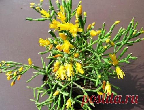 Брызги шампанского цветок фото