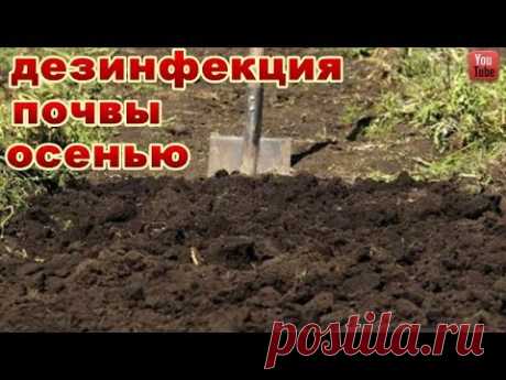 ТЕПЕРЬ Я ДЕЗИНФИЦИРУЮ СВОИ ГРЯДКИ ТОЛЬКО ЭТИМ РАСТВОРОМ -ЭТО МОЩНОЕ  ОБЕЗЗАРАЖИВАЮЩЕЕ СРЕДСТВО