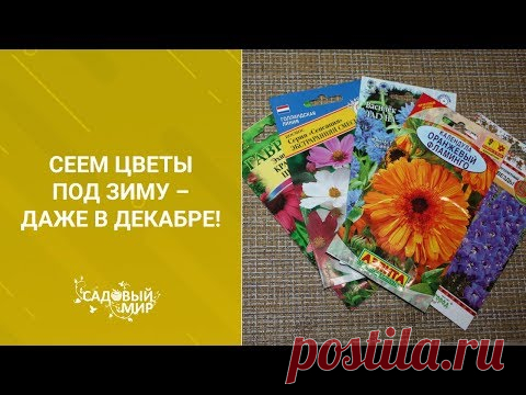 Сеем цветы под зиму – даже в декабре!