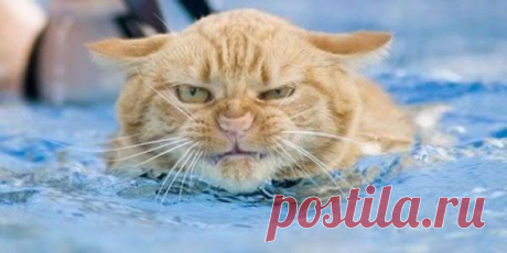 25 самых улетных котиков для отличного настроения | Домашняя аптечка