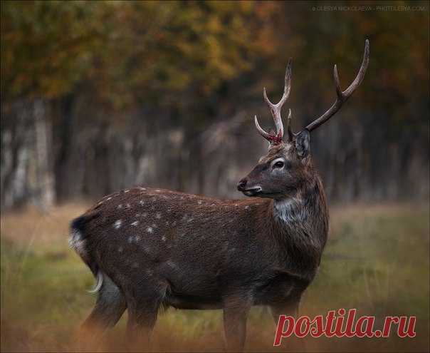 «Вожак». Карелия. Автор фото — Олеся Николаева:
