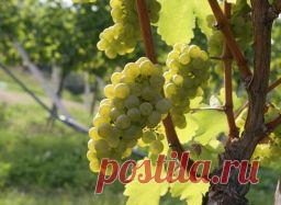 Как пересадить виноград - Садоводка