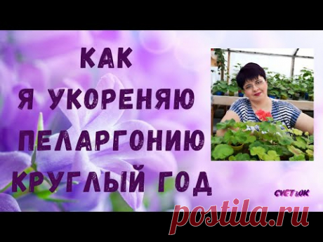 УКОРЕНЯЮ ЧЕРЕНКИ ПЕЛАРГОНИИ КРУГЛЫЙ ГОД