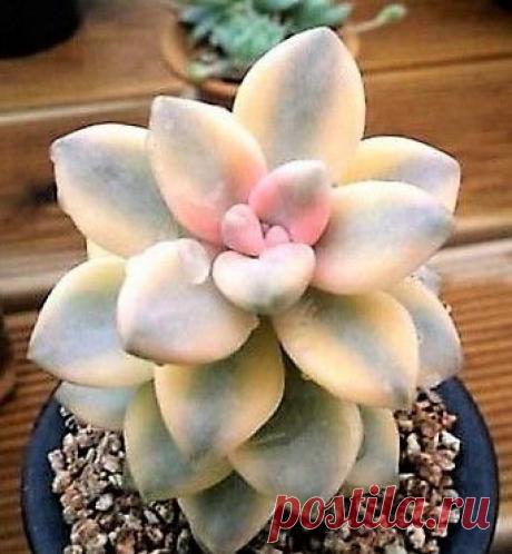 Suculenta Graptoveria Titubans Variegata - Importada Tamanho da muda com no mínimo 5cm equivalente À SEGUNDA FOTO. Só no Brasil contamos com mais de 100 tipos de suculentas, plantas cuja característica mais marcante é o fato de armazenarem boa quantidade de água nas raízes, no talo ou nas folhas, o que varia de acordo com a espécie. Essa adaptação lhes permite manter reservas por períodos prolongados e mesmo viver em locais áridos, secos e de temperatura elevada, como onde...