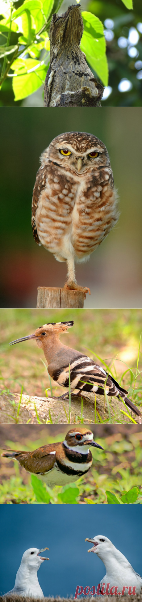 Нестандартные способы обороны у птиц — Наука и жизнь