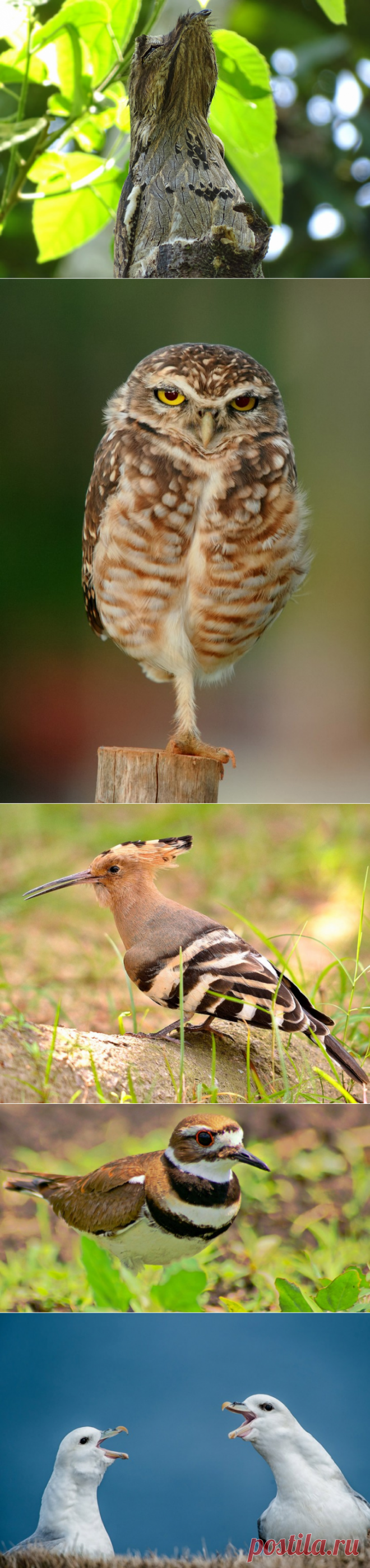 Нестандартные способы обороны у птиц — Наука и жизнь