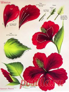 Set of ONE STROKE FLOWERS INSTRUCTIONAL GUIDES Donna Dewberry 32 FLOWERS | One Stroke, Painted Roses and Rose