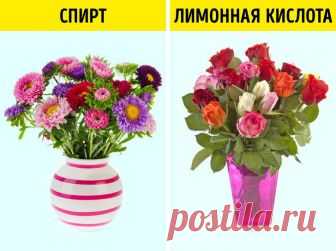 Эффективные способы оживить цветы / Все для женщины