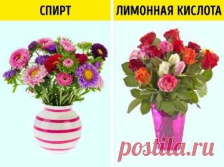 Эффективные способы оживить цветы / Все для женщины