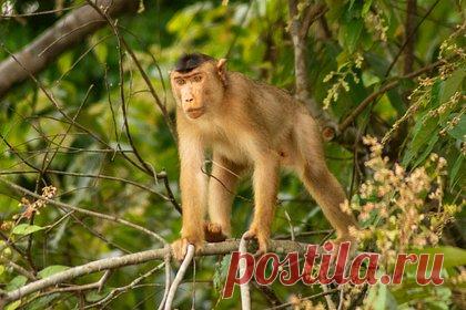 Макака откусила кусок ноги у взрослого мужчины