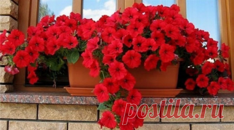 (58) Одноклассники - ОЧЕНЬ ПРОСТОЙ СПОСОБ ВЫРАСТИТЬ КРАСИВУЮ ПЕТУНИЮ