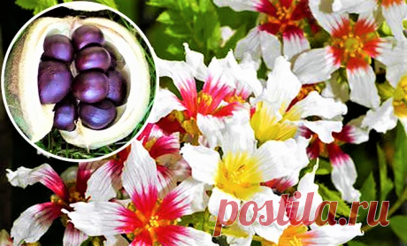 Неповторимой красоты неприхотливый кустарник с деликатесными плодами | GardenLife | Дзен