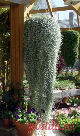 Дихондра — растение-водопад и уход за ним