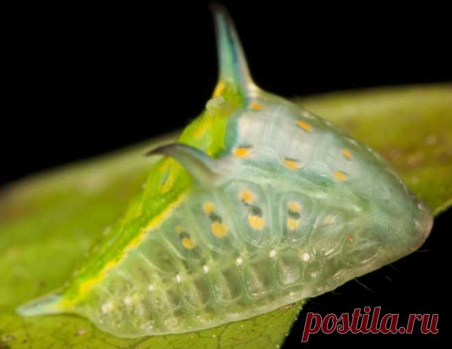 Гусеница с головой быка