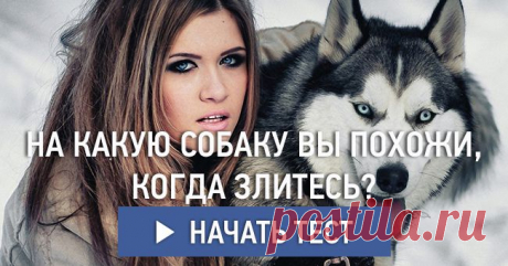 На какую собаку вы похожи, когда злитесь?