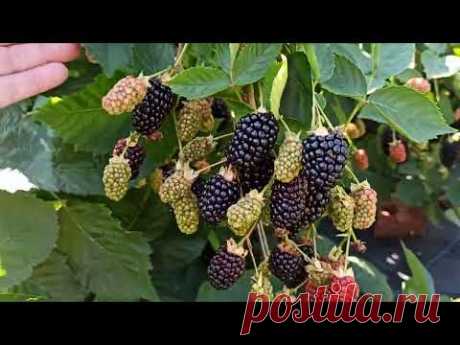 Ежевика ранних сортов на 15.08.2022г. Урожай радует! Омск, Юго-Запад Сибири!