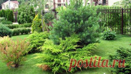 Паутина на хвойных - что это и как с ней бороться. Как бороться с проблемой паутинного клеща в саду.