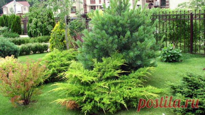 Паутина на хвойных - что это и как с ней бороться. Как бороться с проблемой паутинного клеща в саду.