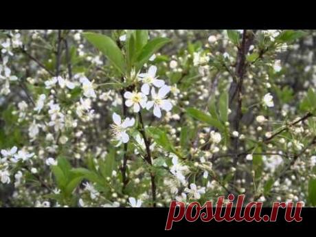 Цветущая вишня - YouTube