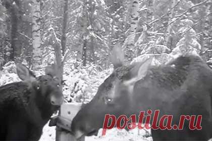 Обедающие лоси попали в фотоловушку в российском регионе