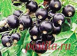Семейные рецепты на каждый день | Друг пенсионера
Черная смородина — это целый кла­дезь витаминов. Я всегда старалась заготавливать ее и в свежем виде.