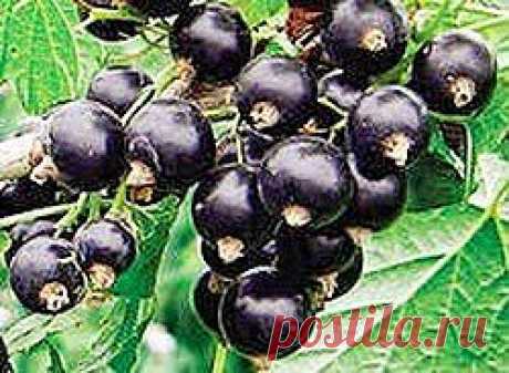 Семейные рецепты на каждый день | Друг пенсионера
Черная смородина — это целый кладезь витаминов. Я всегда старалась заготавливать ее и в свежем виде.