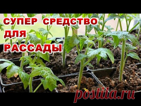 ВСЕГО ДВЕ ЛОЖКИ ЭТОГО КОПЕЕЧНОГО СРЕДСТВА-СДЕЛАЮТ РАССАДУ КРЕПКОЙ, ЗДОРОВОЙ.ЗАВТРА ВЫ ЕЕ НЕ УЗНАЕТЕ!