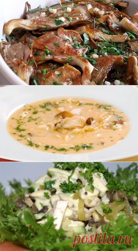 Вешенки – готовим полезные «деликатесы» | Четыре вкуса